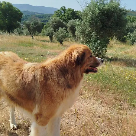 Terras Do Salvado בית חווה