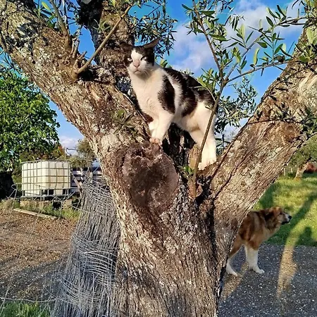Terras Do Salvado בית חווה
