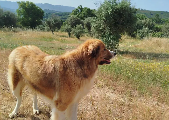 Terras Do Salvado Alojamento de Turismo Rural