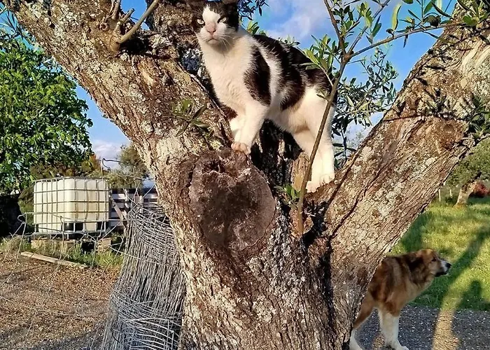 Terras Do Salvado Κατάλυμα σε φάρμα